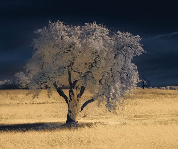 A lone tree in a field at night